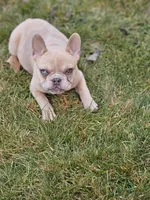 Lassie, a female French Bulldog for sale in Delta, CO – Photo 7 of 10
