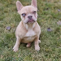 Lassie, a female French Bulldog for sale in Delta, CO – Photo 4 of 10