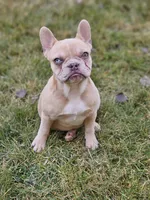 Lassie, a female French Bulldog for sale in Delta, CO – Photo 4 of 10