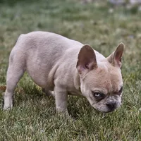 Lassie, a female French Bulldog for sale in Delta, CO – Photo 10 of 10