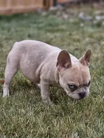 Lassie, a female French Bulldog for sale in Delta, CO – Photo 10 of 10