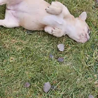 Lassie, a female French Bulldog for sale in Delta, CO – Photo 8 of 10