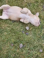 Lassie, a female French Bulldog for sale in Delta, CO – Photo 8 of 10