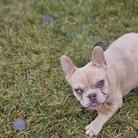 Lassie, a female French Bulldog for sale in Delta, CO – Photo 6 of 10
