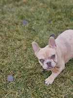 Lassie, a female French Bulldog for sale in Delta, CO – Photo 6 of 10