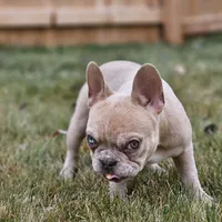 Lassie, a female French Bulldog for sale in Delta, CO – Photo 1 of 10