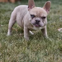 Lassie, a female French Bulldog for sale in Delta, CO – Photo 3 of 10