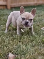 Lassie, a female French Bulldog for sale in Delta, CO – Photo 3 of 10