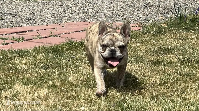 Enrique  – French Bulldog puppy for sale in Delta, CO