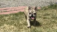 Enrique , a male French Bulldog for sale in Delta, CO – 1 of 9