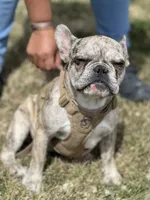 Enrique , a male French Bulldog for sale in Delta, CO – 6 of 9