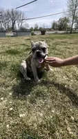 Enrique , a male French Bulldog for sale in Delta, CO – 4 of 9