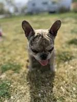 Enrique , a male French Bulldog for sale in Delta, CO – 8 of 9