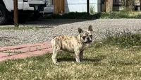 Enrique , a male French Bulldog for sale in Delta, CO – 2 of 9