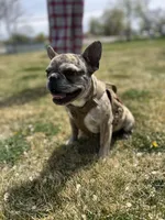 Enrique , a male French Bulldog for sale in Delta, CO – 7 of 9