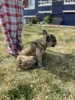 Enrique , a male French Bulldog for sale in Delta, CO – 5 of 9