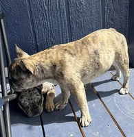 Enrique , a male French Bulldog for sale in Delta, CO – 9 of 9