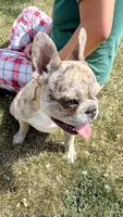Enrique , a male French Bulldog for sale in Delta, CO – 3 of 9