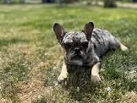 Lulu, a female French Bulldog for sale in Delta, CO – 6 of 10