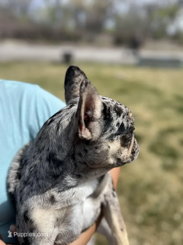 Lulu – French Bulldog puppy for sale in Delta, CO