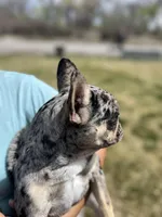 Lulu, a female French Bulldog for sale in Delta, CO – 1 of 10