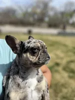 Lulu, a female French Bulldog for sale in Delta, CO – 3 of 10
