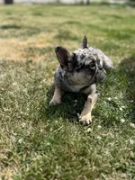 Lulu, a female French Bulldog for sale in Delta, CO – 5 of 10