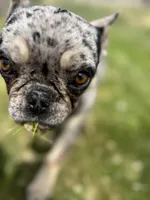 Lulu, a female French Bulldog for sale in Delta, CO – 8 of 10