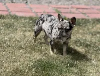 Lulu, a female French Bulldog for sale in Delta, CO – 2 of 10