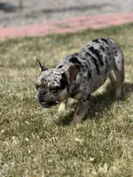 Lulu, a female French Bulldog for sale in Delta, CO – 10 of 10
