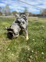 Lulu, a female French Bulldog for sale in Delta, CO – 9 of 10