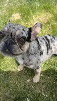 Lulu, a female French Bulldog for sale in Delta, CO – 4 of 10