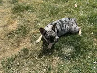 Lulu, a female French Bulldog for sale in Delta, CO – 7 of 10