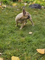 June, a female French Bulldog for sale in Delta, CO – Photo 3 of 10