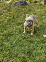 June, a female French Bulldog for sale in Delta, CO – Photo 10 of 10