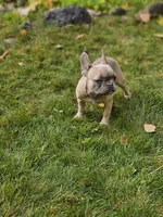 June, a female French Bulldog for sale in Delta, CO – Photo 9 of 10