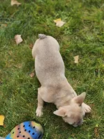 June, a female French Bulldog for sale in Delta, CO – Photo 4 of 10