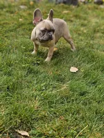 June, a female French Bulldog for sale in Delta, CO – Photo 5 of 10