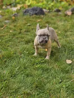 June, a female French Bulldog for sale in Delta, CO – Photo 6 of 10