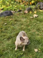 June, a female French Bulldog for sale in Delta, CO – Photo 1 of 10
