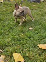 June, a female French Bulldog for sale in Delta, CO – Photo 2 of 10