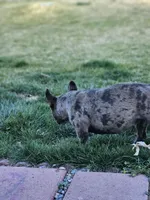 Sassy , a female French Bulldog for sale in Delta, CO – 2 of 4