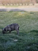 Sassy , a female French Bulldog for sale in Delta, CO – 3 of 4