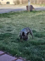 Sassy , a female French Bulldog for sale in Delta, CO – 4 of 4