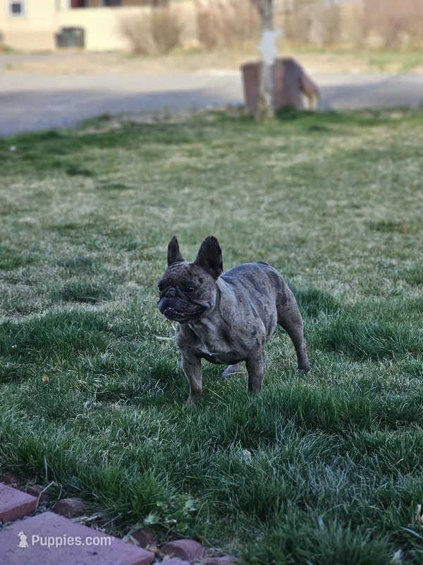 Sassy  – French Bulldog puppy for sale in Delta, CO