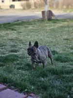 Sassy , a female French Bulldog for sale in Delta, CO – 1 of 4