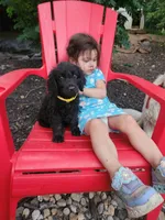 Bella , a female English Goldendoodle for sale in Cecil, WI – 2 of 4