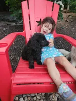 Bella , a female English Goldendoodle for sale in Cecil, WI – 3 of 4