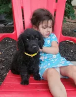 Bella , a female English Goldendoodle for sale in Cecil, WI – 1 of 4