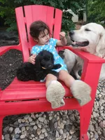 Bella , a female English Goldendoodle for sale in Cecil, WI – 4 of 4